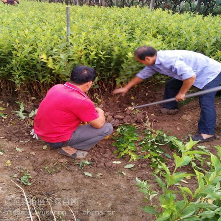 陕西周至绿植树苗基地 独干月季 苗木价格表
