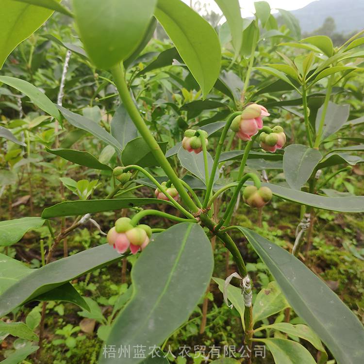 如果遇上*天气,裸根苗可以粘些黄泥浆加生根粉再种.