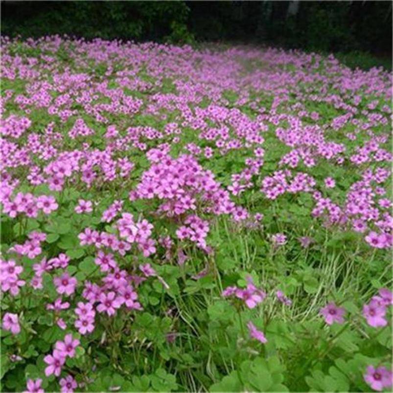 红花酢浆草基地自产自销大面积红花酢浆草红花酢浆草价格