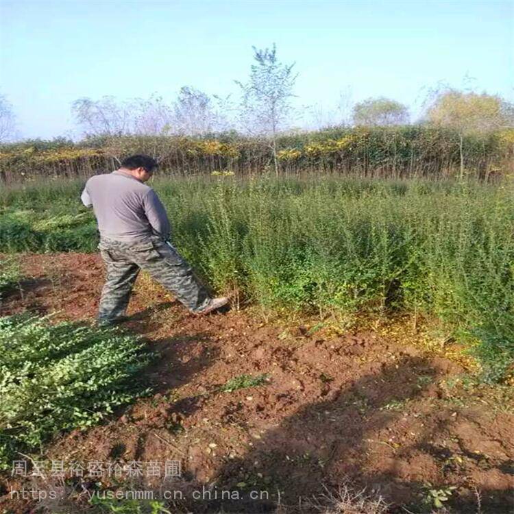 金叶榆苗子 篱笆树苗绿化 月季树盆栽苗3-10公分