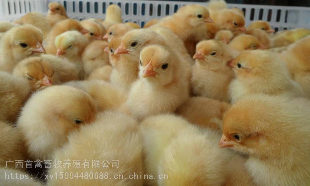 广东三黄鸡苗活体快大黄鸡苗孵化青脚麻鸡苗价格狮头鹅苗番鸭苗养殖