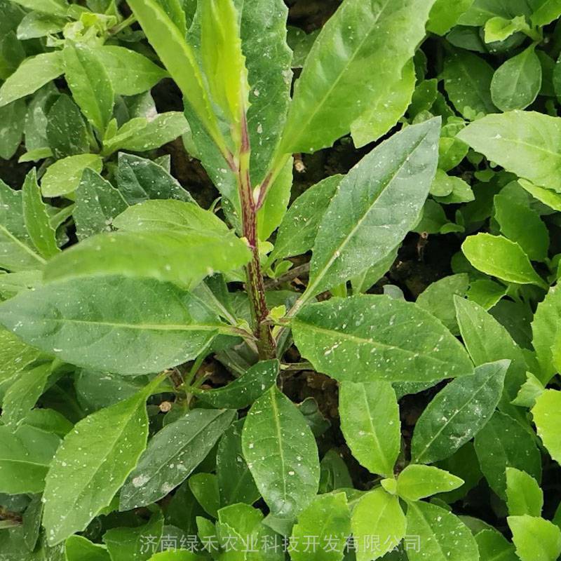 明月草苗盆栽金鸡毛草泰国草白凤菜白背三七降糖草蔬菜