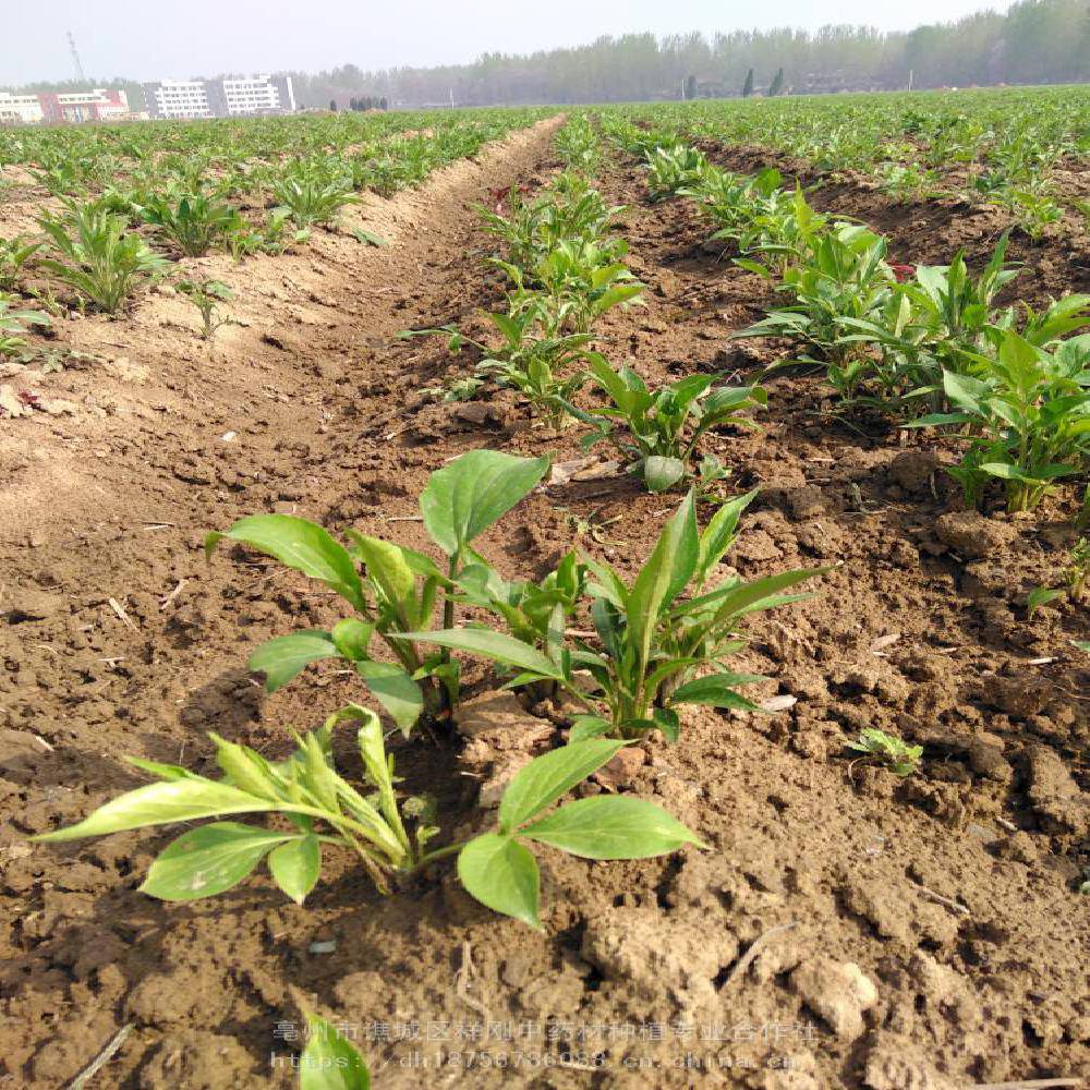 提高白术种植产量白术苗白术种子批发白术科学种植技术