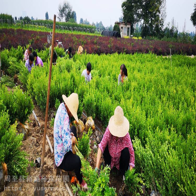 绣线菊苗 绿化苗木风景树 三叶草种子白色***