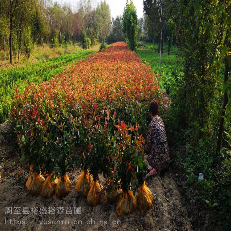 1米红叶石楠球树苗 美植袋苗绿化苗木 红叶石楠植物篱笆墙