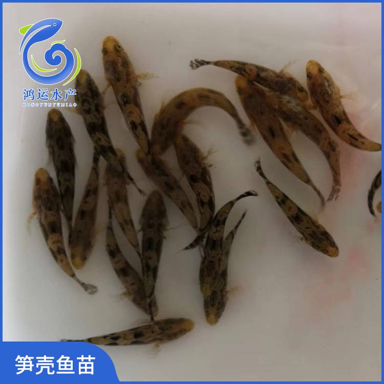 笋壳鱼学名褐塘鳢或尖塘鳢,为暖水性经济鱼类,主产于柬埔寨,泰国,越南