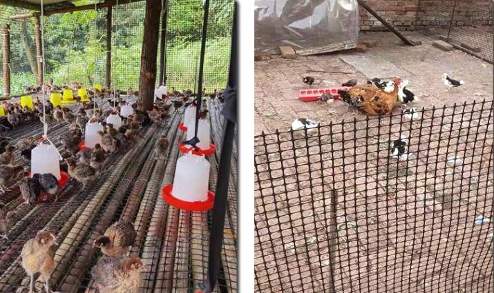 云南省红河州蒙自市养殖网-塑料养殖网-养殖养鱼网