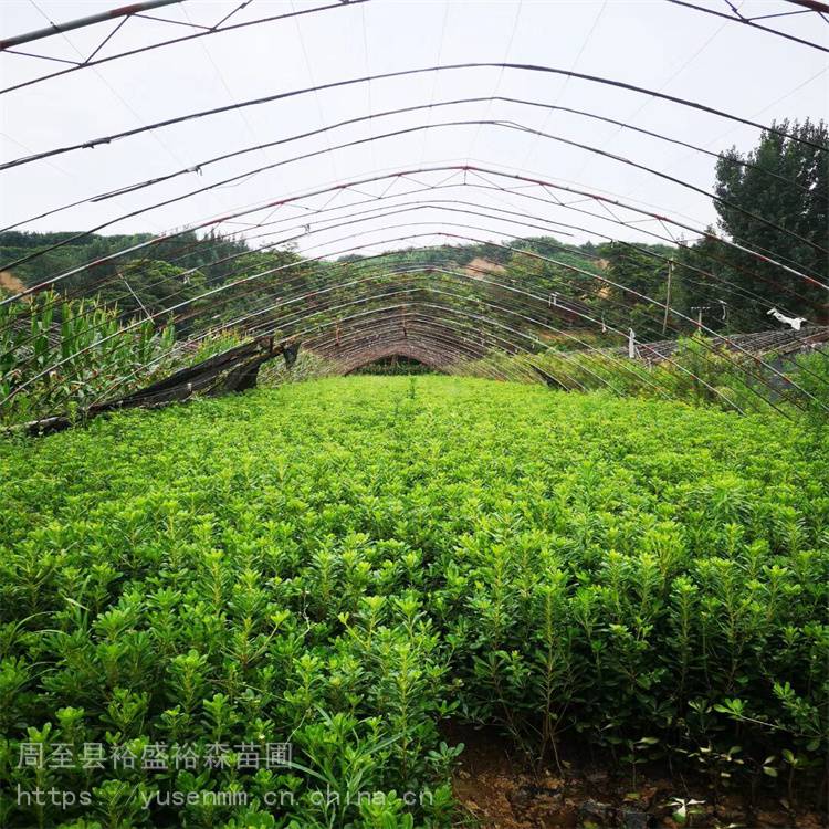 绿化苗木 冬青 工厂道路学校单位绿化效果好