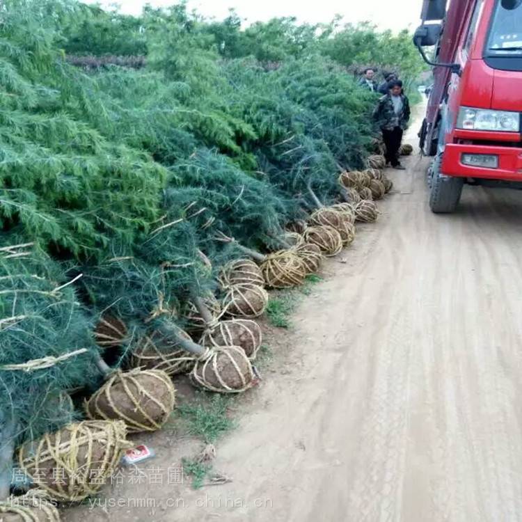 陕西周至长青绿化苗木 塔柏 周至杨凌苗木送货***