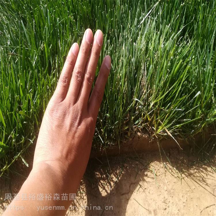 工厂常用绿化苗 陕西周至绿叶女贞 小区绿化苗木