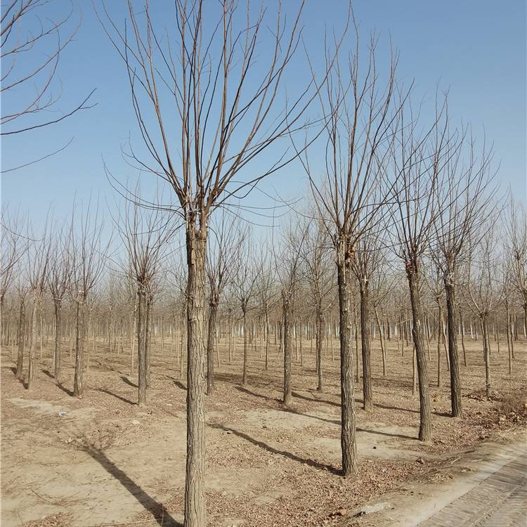 7公分红花刺槐-17公分红花刺槐-苗木行业-技术指导