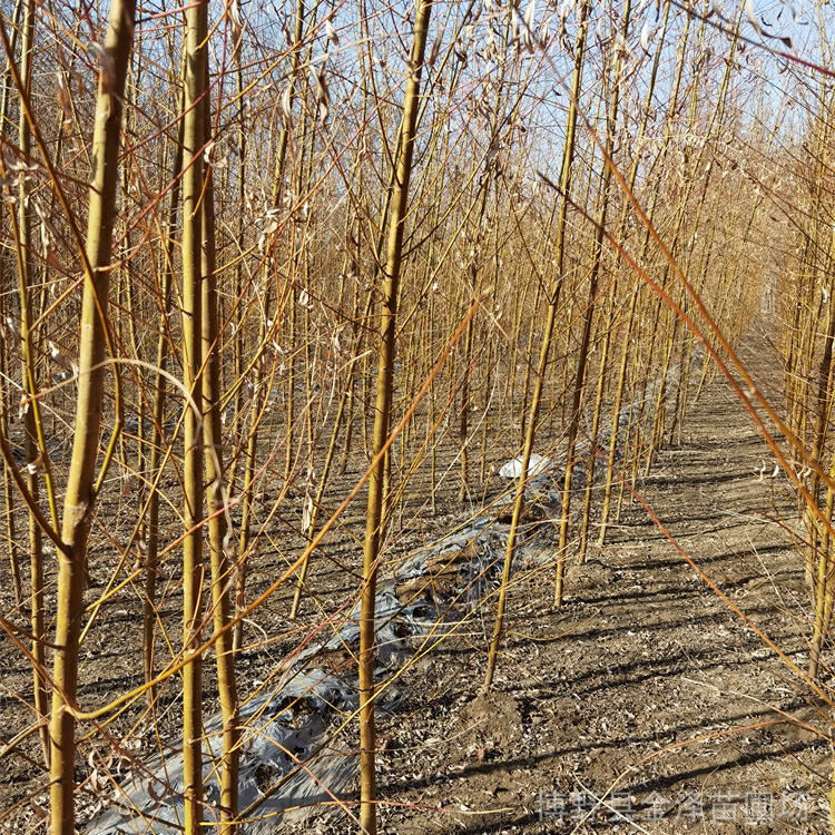 17公分金丝垂柳 工程种植 品种全 自家苗圃