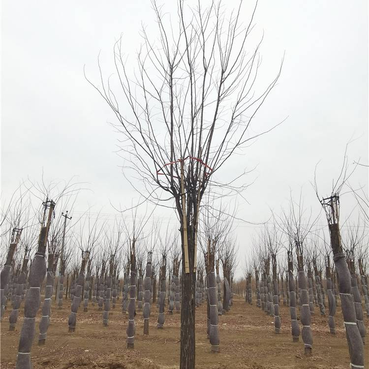 7公分红花刺槐-17公分红花刺槐-苗木行业-技术指导