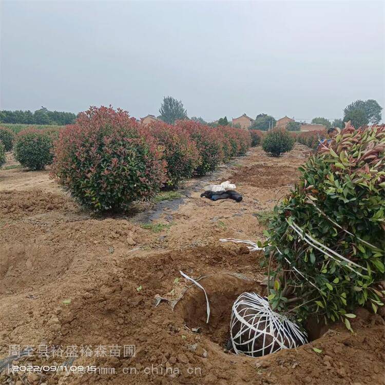 汉中红叶石楠圆球造型 买绿化苗木 铜川临潼红叶石楠可送货