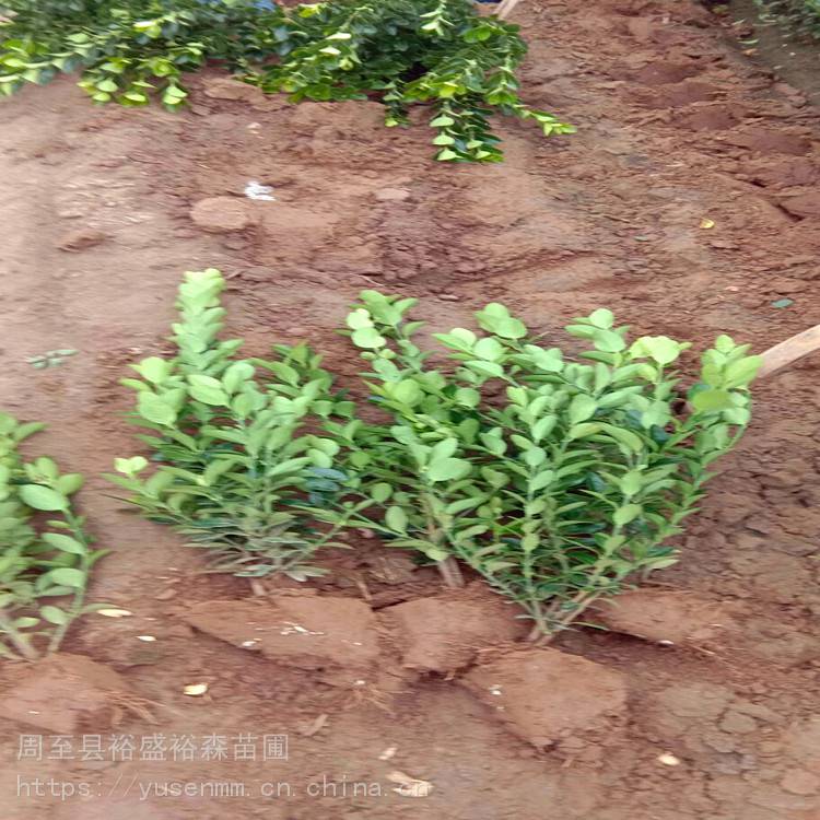 绿化苗木 冬青 树苗球型苗木30亩地