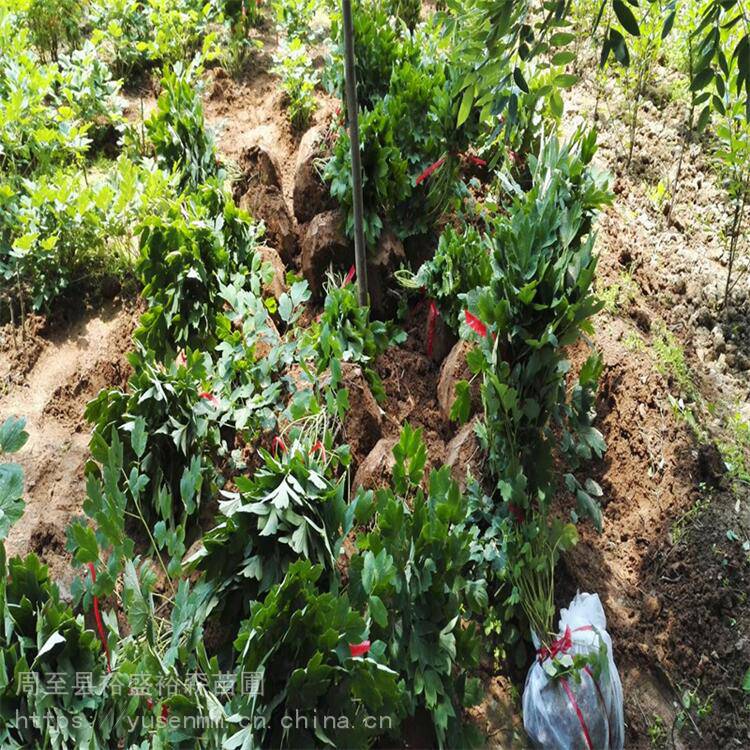 营养杯金叶榆树苗栽植包成活率 ***苗 西安本地苗木花圃树苗