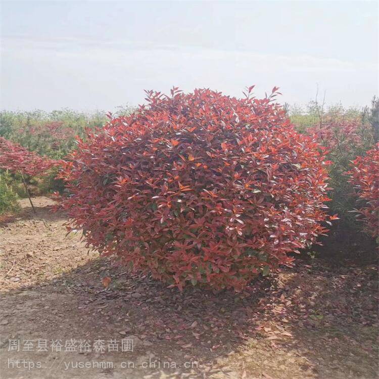 裕盛红叶石楠苗 灌木小树苗 哑柏红叶石楠咸阳本地供应