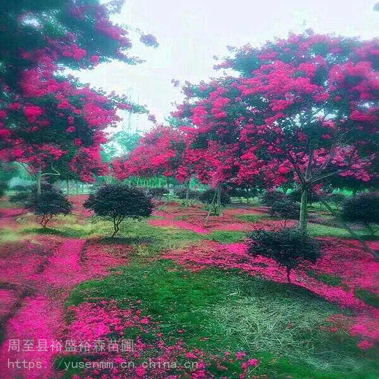 陕西周至绿化苗木厂家 龙柏 球形常绿北方耐寒树苗