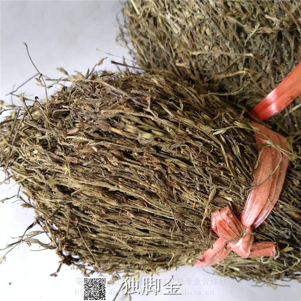 功效作用独脚柑疳积草黄花草消米虫串金黄地莲芝犸骝草地连枝消米虫五