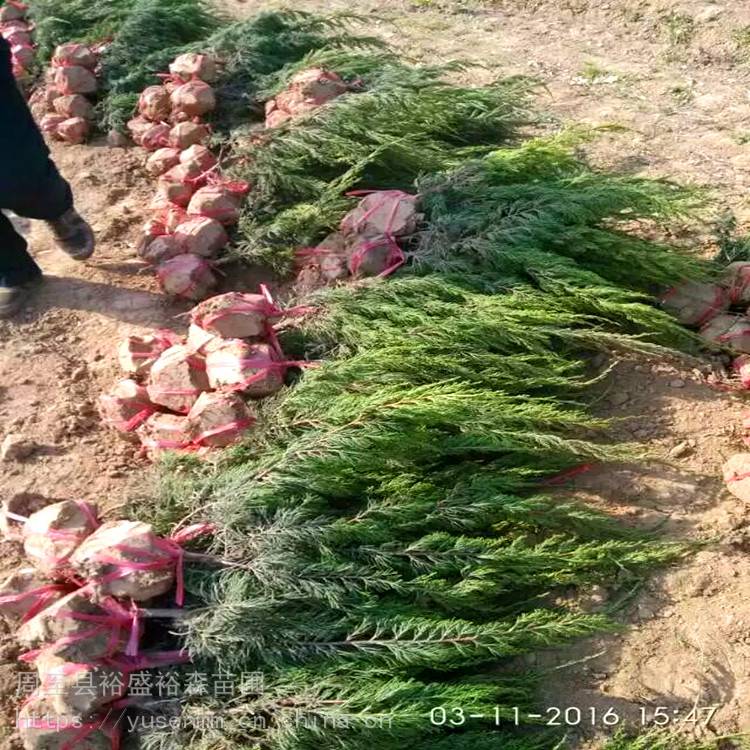 100高丛生大苗 陕西周至绣线菊 常用绿化苗木