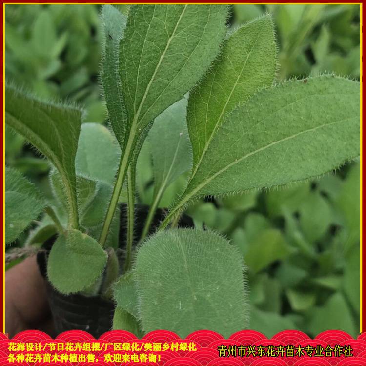 兴东花卉出售花海用金光菊种子金光菊小苗