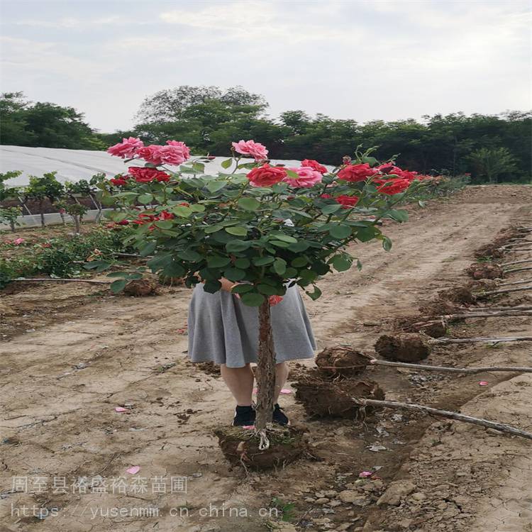 篱笆墙遮挡树苗 陕西周至栾树 造型绿化苗木