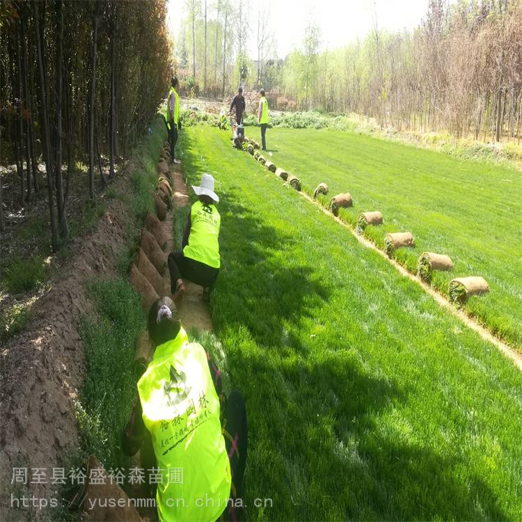 月季苗 苗木市场树木出售 小型绿化苗木金叶榆