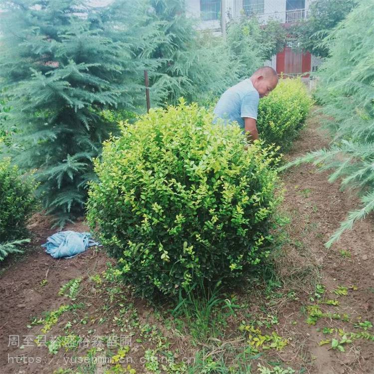 草坪周至杨凌苗木 火棘苗 绿化工程苗木种类