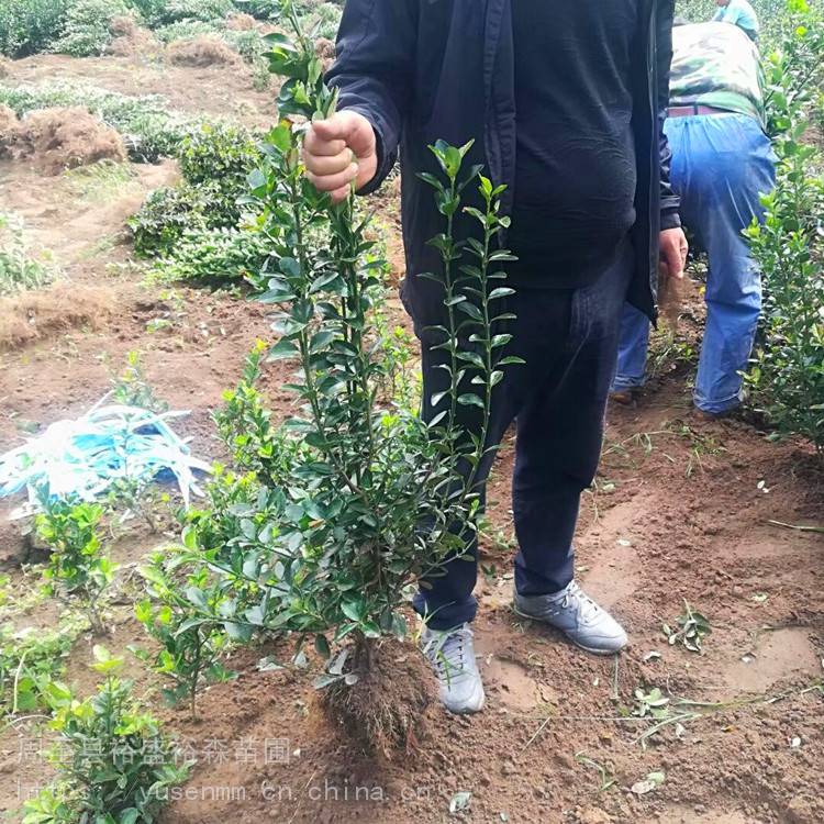 绿化苗木 冬青 绿化苗木种植挖苗配送