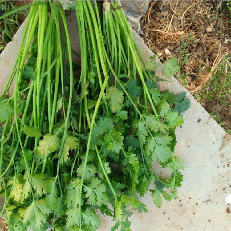 细叶小香菜籽现挖香菜大型香菜种苗香菜种子图片高清免费下载香菜种子