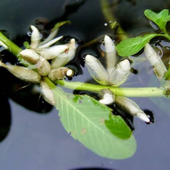 基地批发黄花水龙水生植物净化水质治理黑臭水体黄花水龙小苗