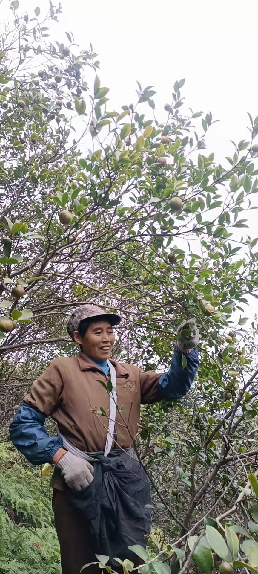 贵港市纯正野生山茶油无掺假