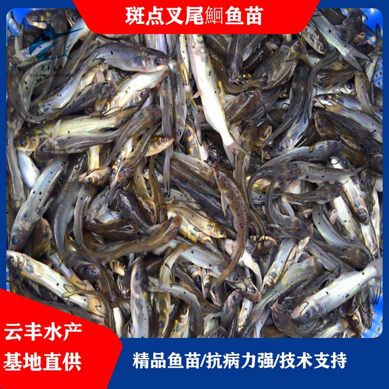 名优品种鮰鱼苗鮰鱼苗美国叉尾鱼苗供应