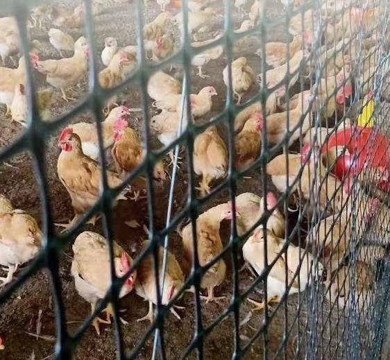 宣威市林下果园养殖网种植网-鱼塘鸡鸭鹅养殖网-市政园林围栏网