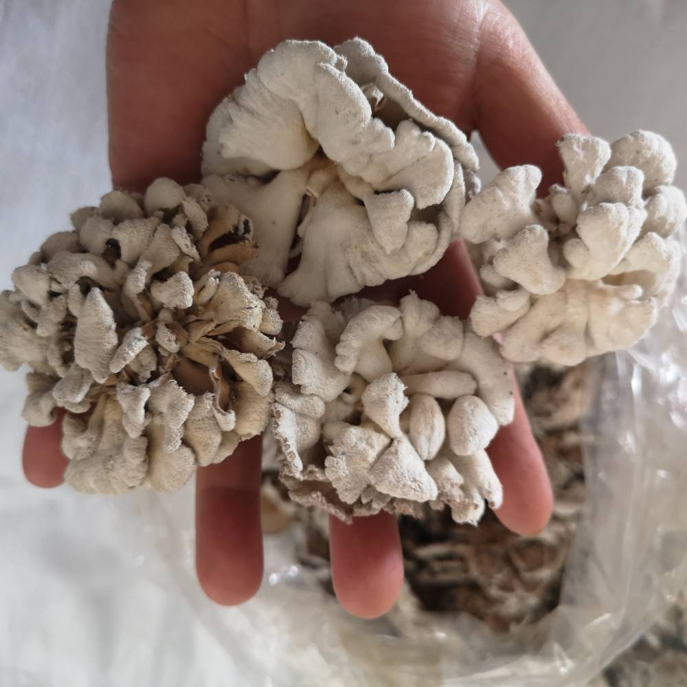 藏灵菇雪莲菌