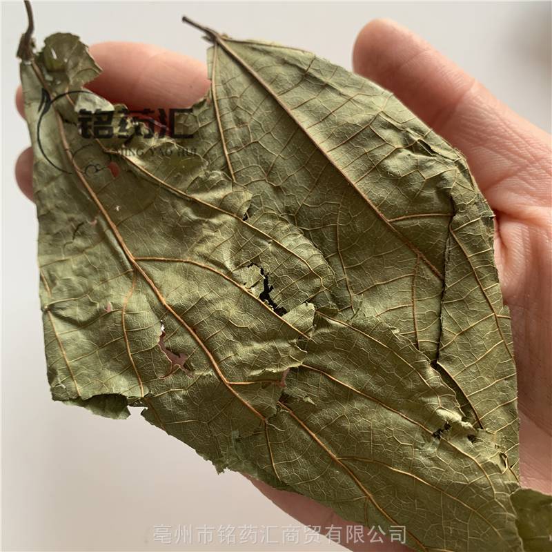 中药材野生破布叶蓑衣子麻布叶烂布渣布包木破布树薢宝叶