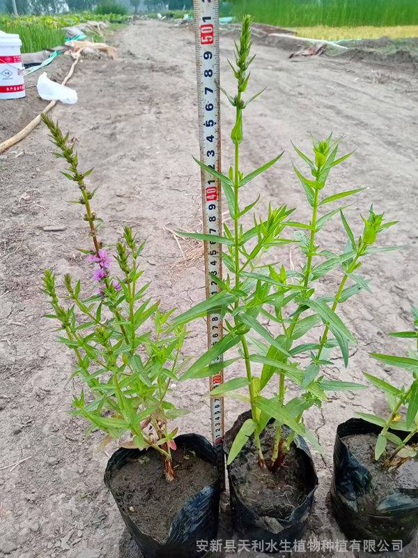 裸根千屈菜苗潜流湿地湿生植物湿地公园河道湖边水生植物