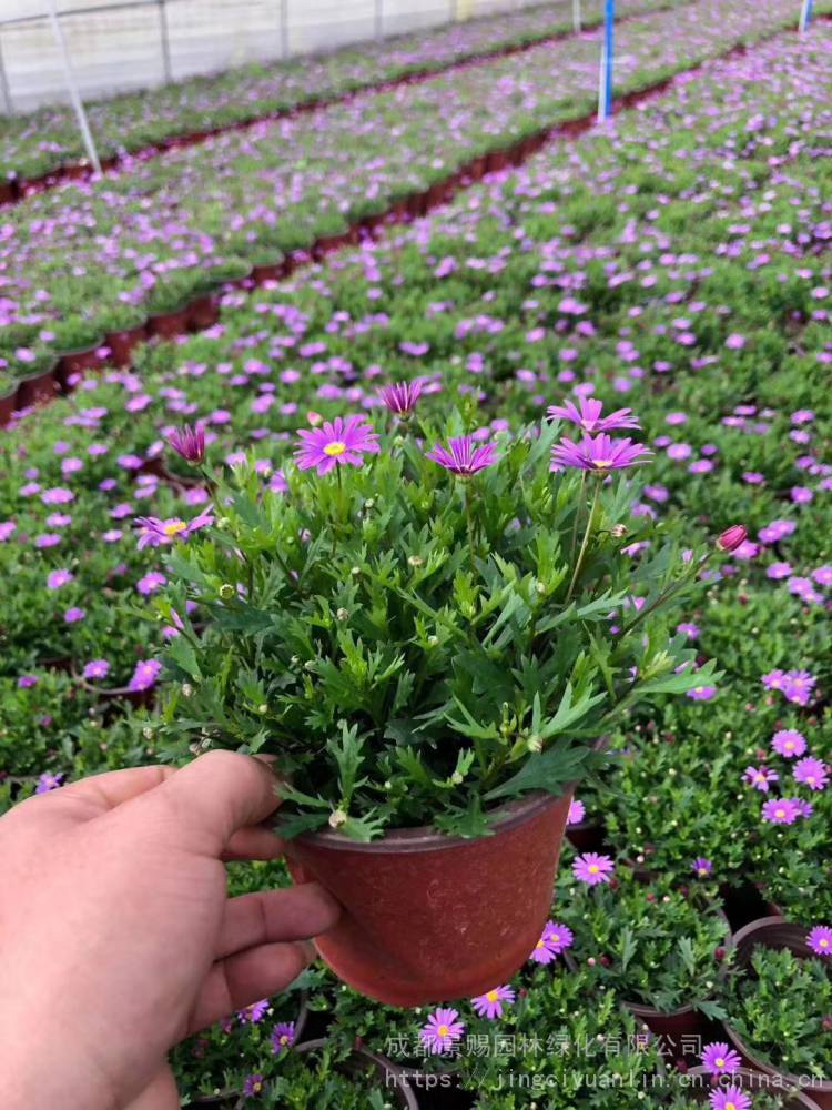 开花机器姬小菊,姬小菊是菊科雁河菊属多年生草本植物,有白色,紫色