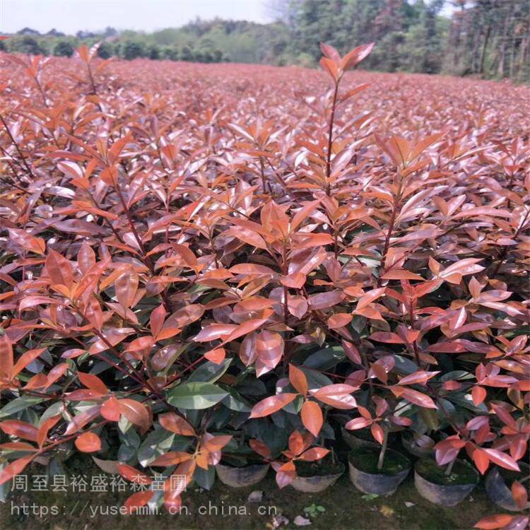 商洛四季常青红叶石楠球 绿化苗木苗圃 红叶石楠盆栽苗包成活