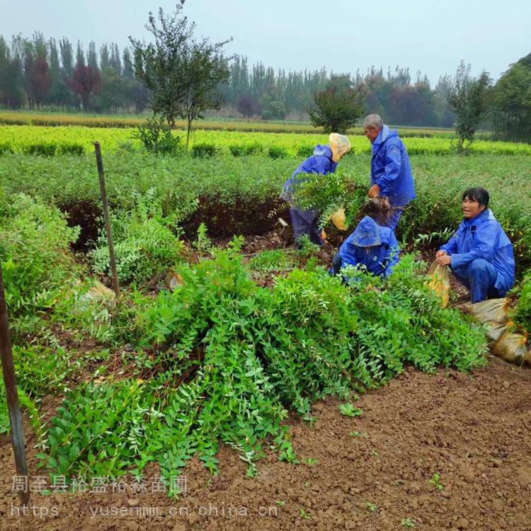 西安小叶女贞苗 本地绿化苗木 高山黄杨苗 苗圃现挖送货