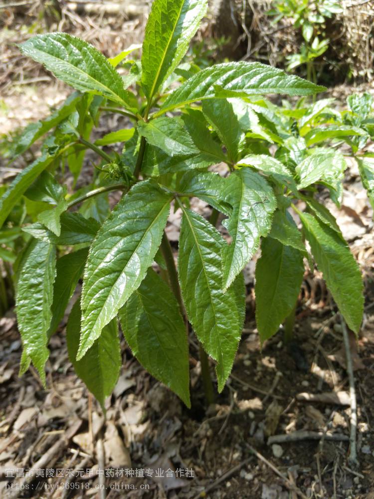 广西南宁竹节参白三七野三七种植技术
