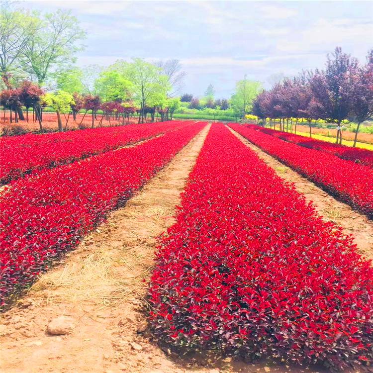 裕盛小叶黄杨周至红叶李基地西北苗木花卉基地