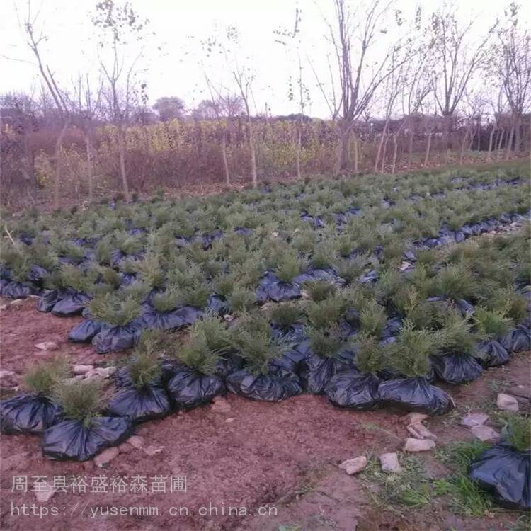 墙体遮挡树苗H5低成本 陕西周至常青藤 小型绿化苗木