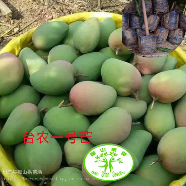 台农1号芒果苗台农一号芒果苗芒果苗台农1号芒果树苗台农一号芒芒果