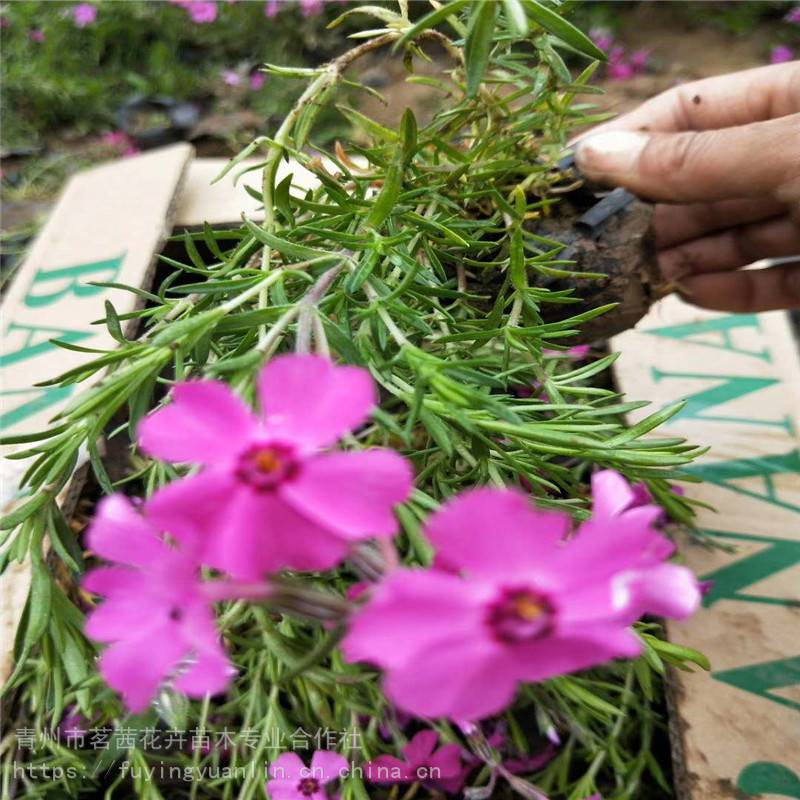 芝樱花花海设计芝樱花栽植技术指导芝樱花生长习性