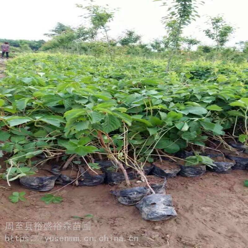 绿化苗木 爬墙虎 墙体爬藤树苗低成本