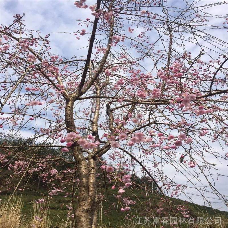 供应八重红枝垂樱嫁接红垂枝条阳春樱花树小苗庭院枝垂一年樱花苗乔木