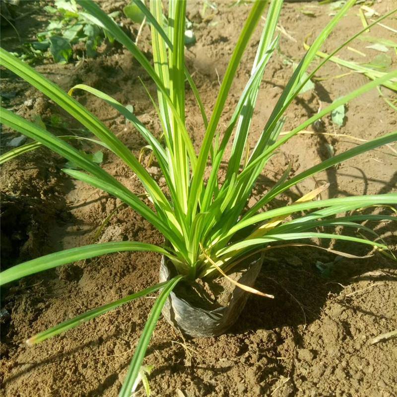 山东崂峪苔草基地,崂峪苔草哪里卖,青绿苔草批发价格