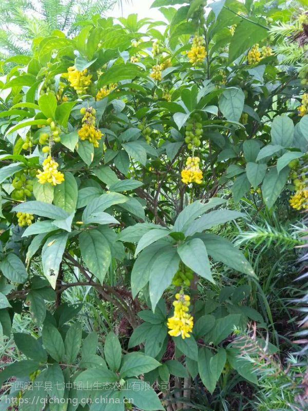 中药材黄花倒水莲观音串倒吊黄根黄花大远志月子茶黄花参茶