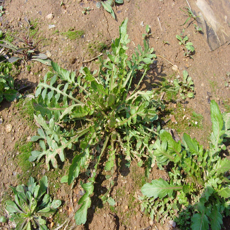 批发荠菜小苗野生荠荠菜蔬菜小苗品种量大优惠